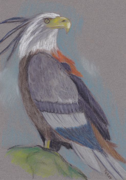 Bird of Prey by Glandarius